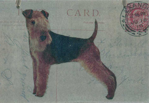 Lakeland Terrier